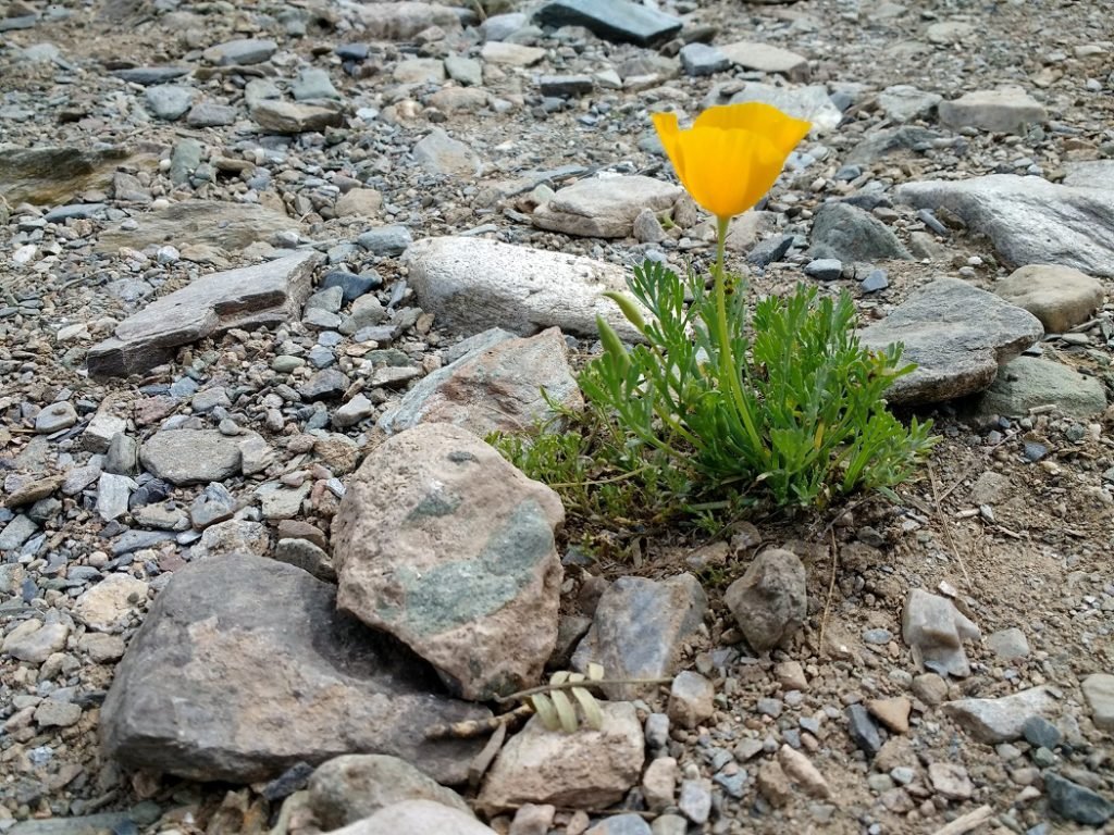 California poppy on Arizona trail