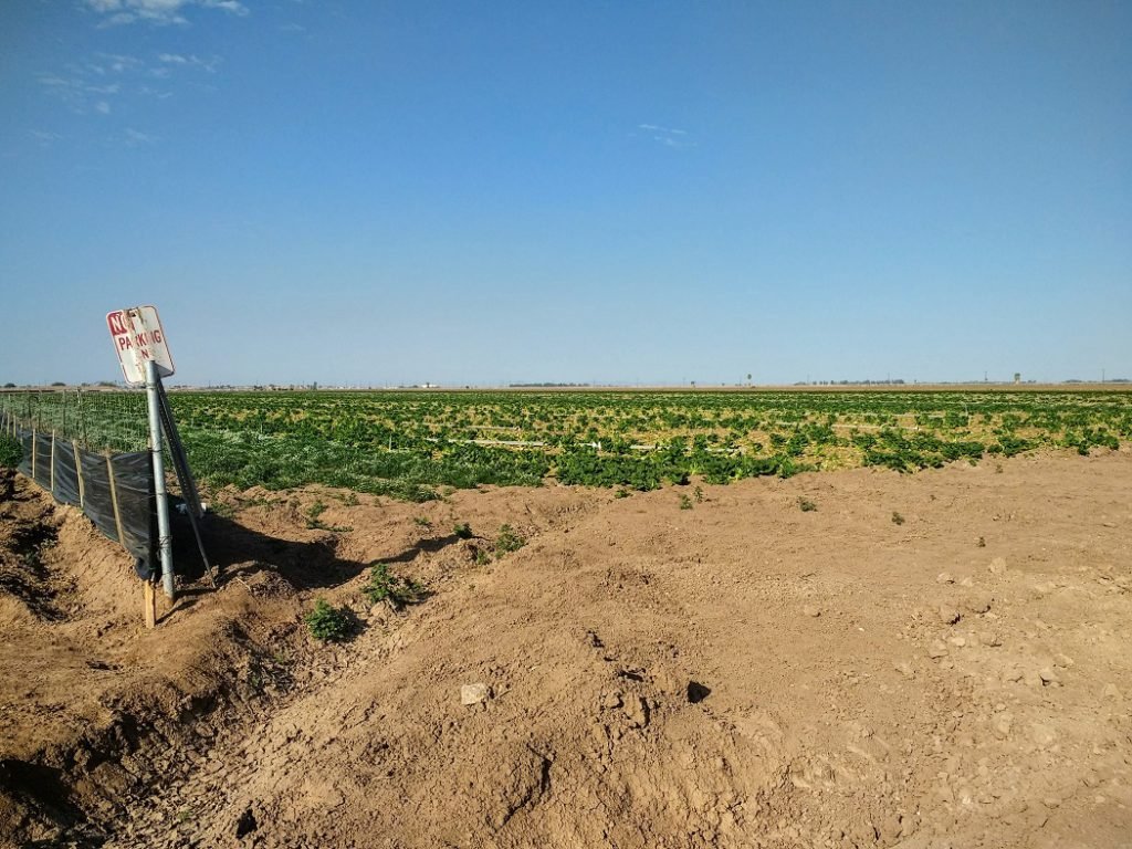 harvested field in Calexico