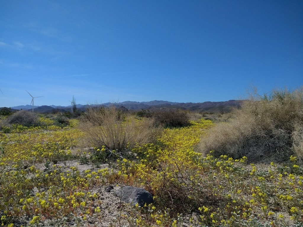 flowers blooming in the desert