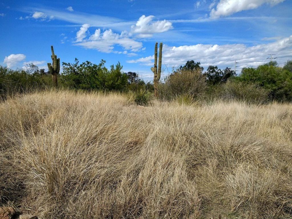 Sonora grasslands at Desert Botanical Garden