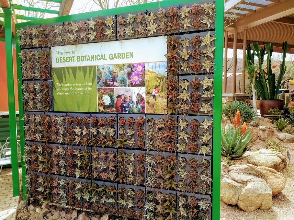 wall of succulents Desert Botanical Garden Phoenix