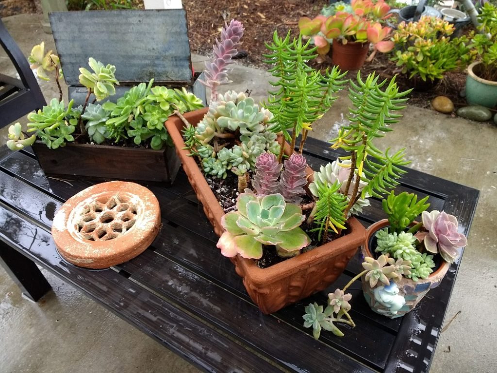 succulents in a pot