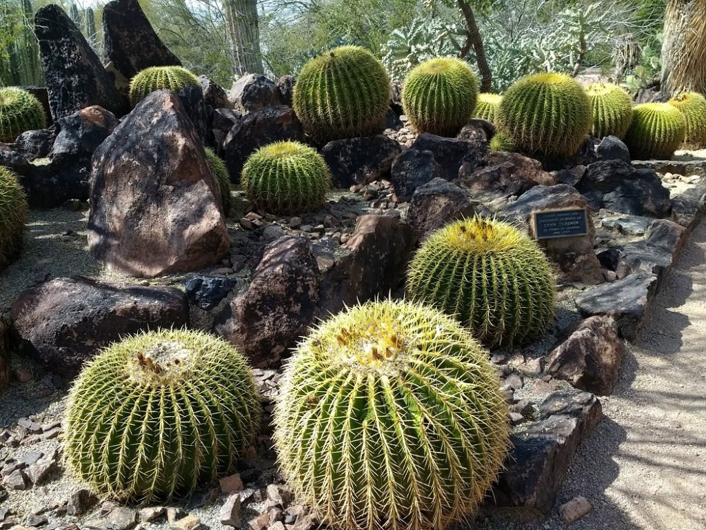 Barrel cactus Desert Botanical Garden