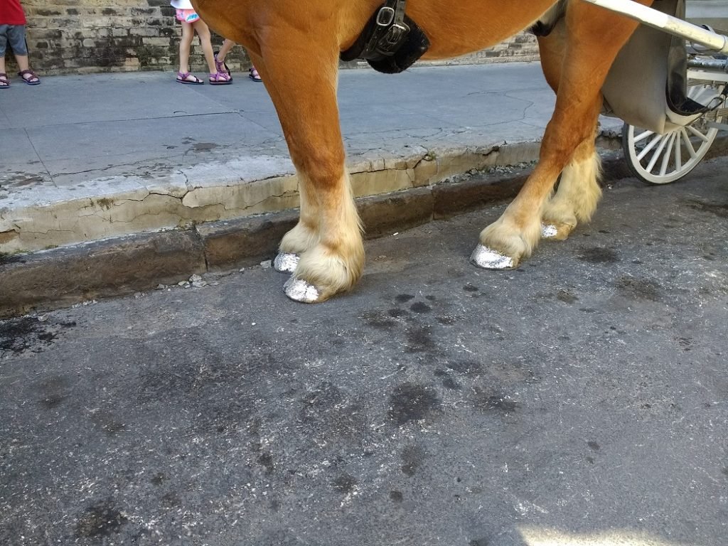 horse hooves with silver pedicure