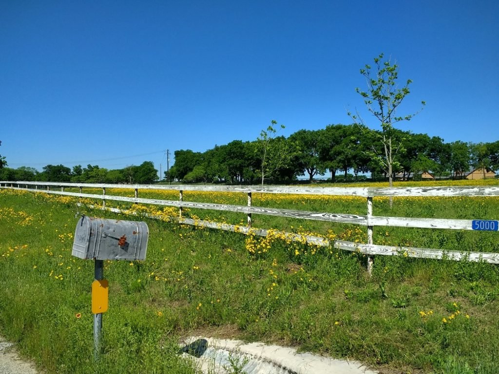 wildflower meadow texas hill country