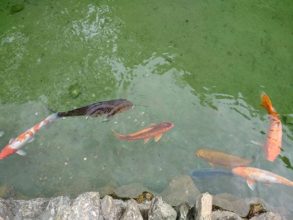 koi in pond in tea garden