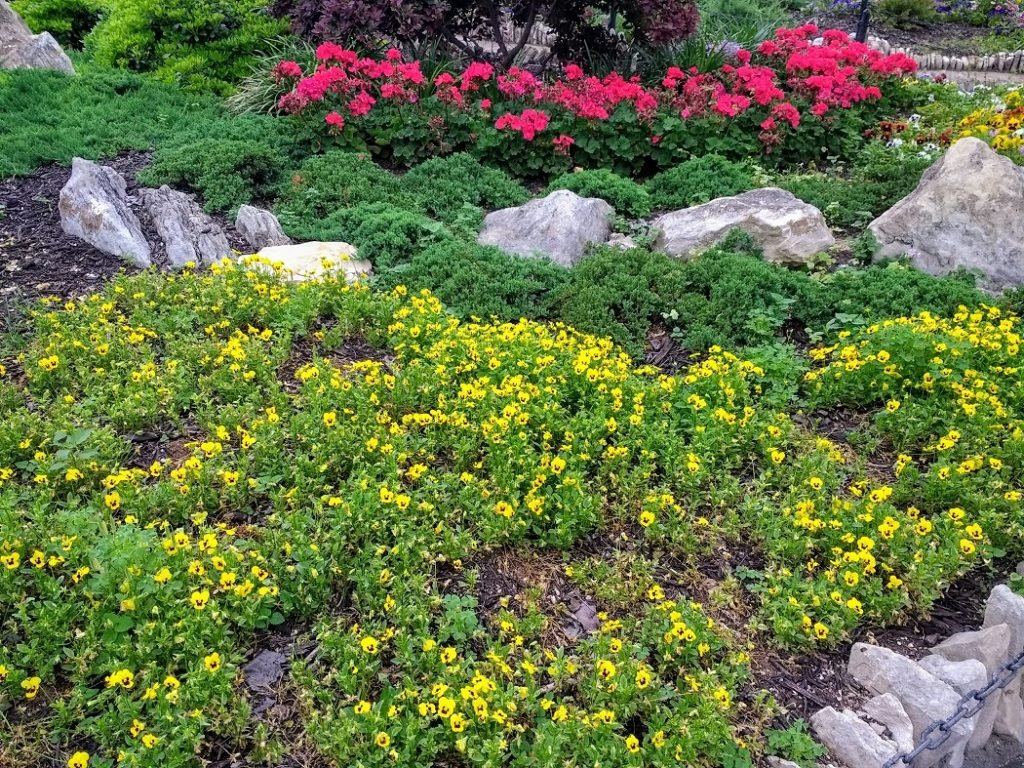 violas and geraniums at  tea garden