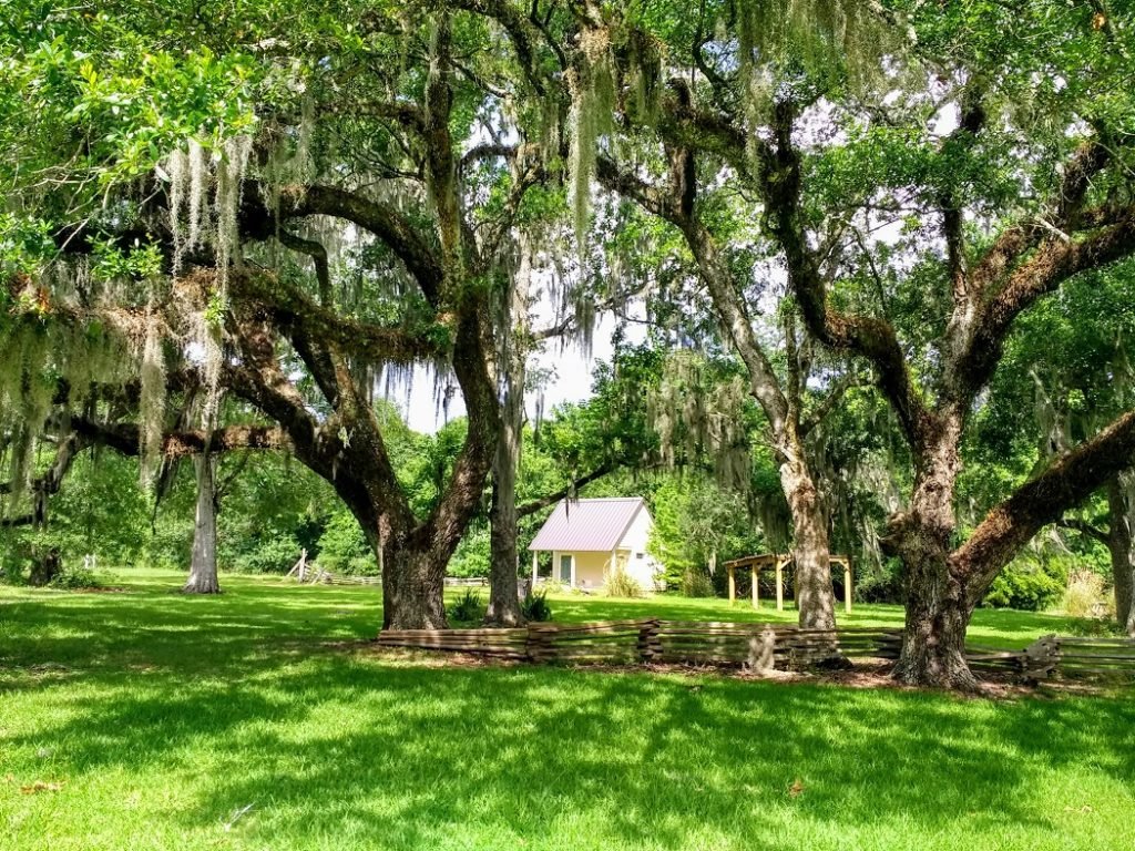oak trees with Spanish moss Evangeline Longfellow center