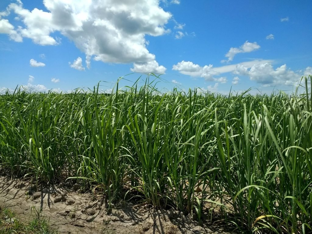 sugar cane field