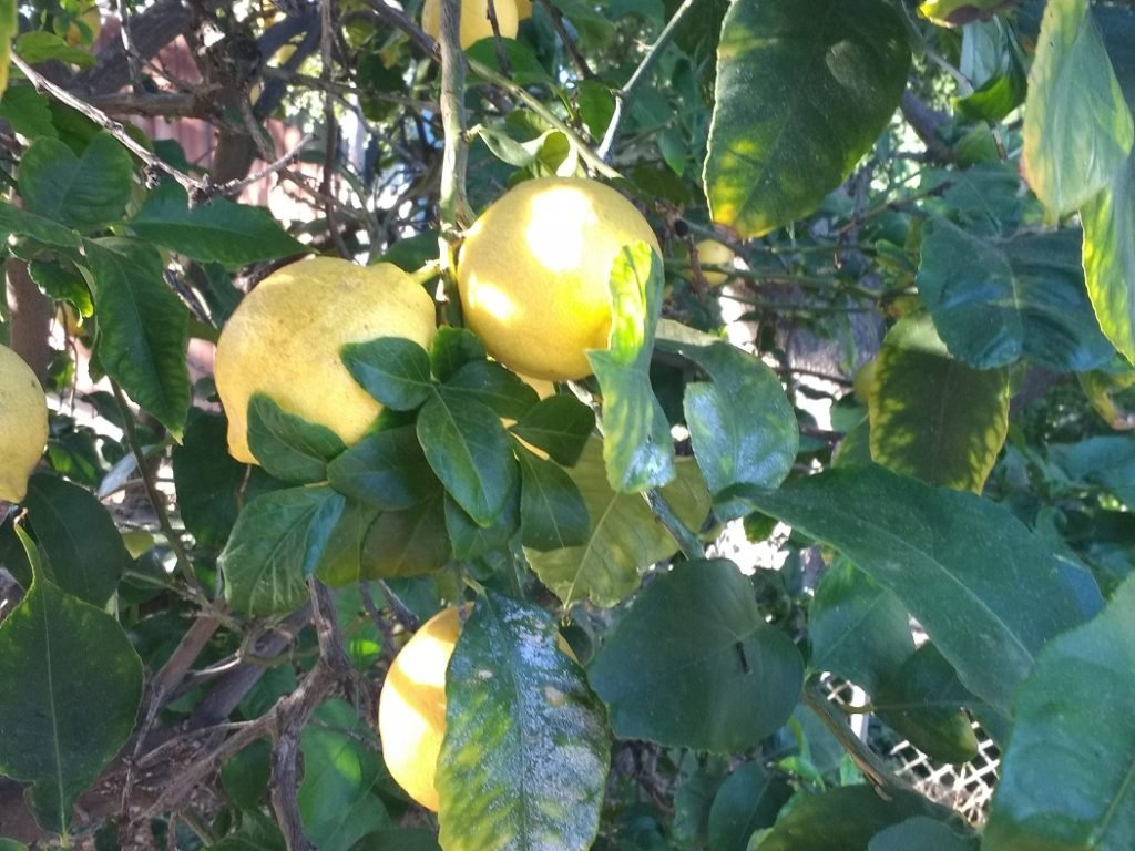 Lemons on lemon tree