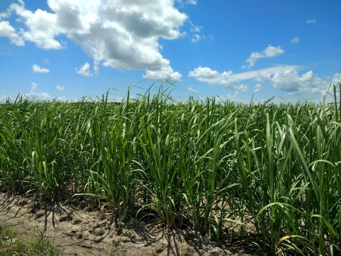 Cane sugar, New Iberia and a radio station in Louisiana – Wandering Lady